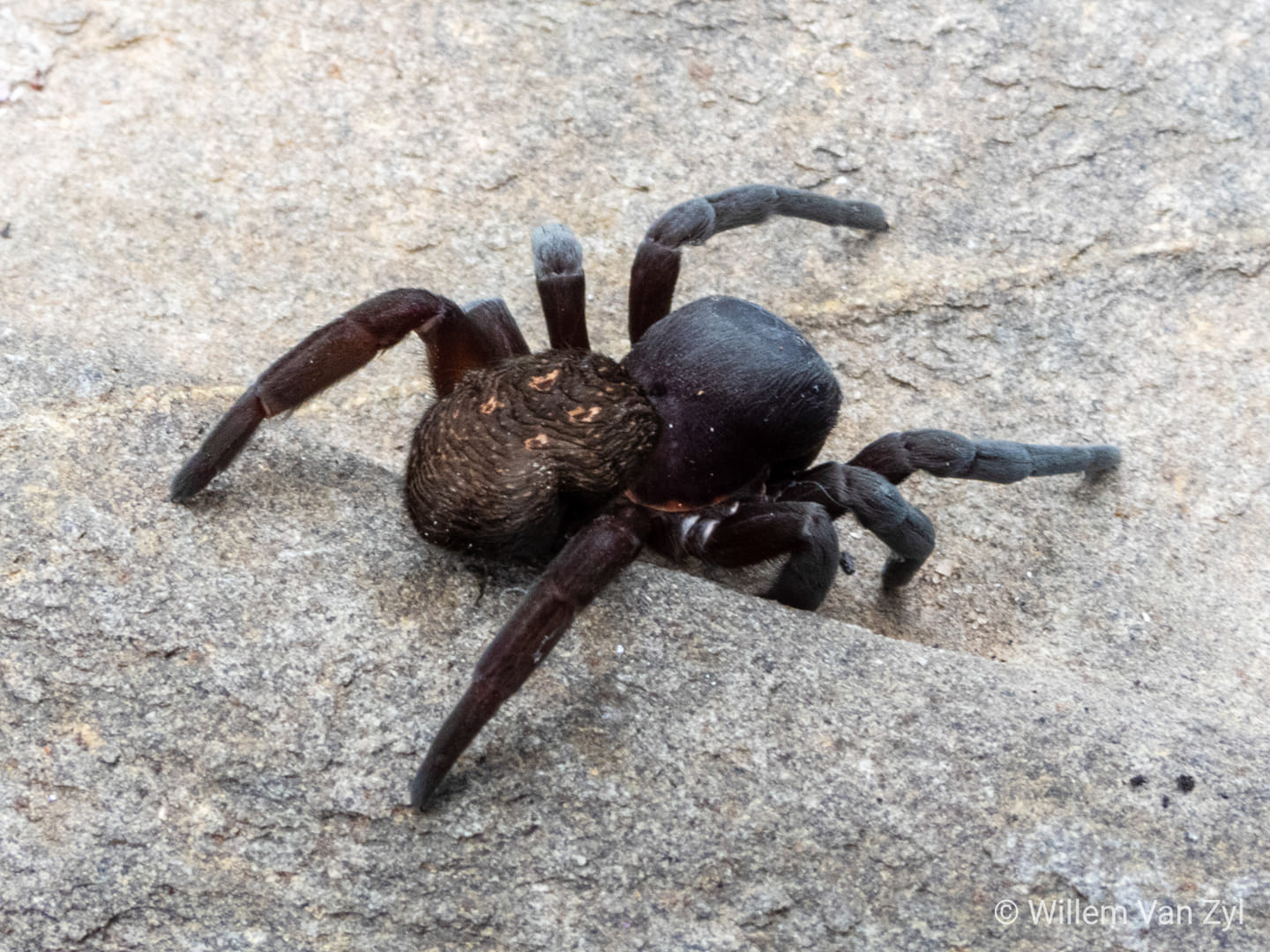 Velvet Spider Facts, Identifications, & Pictures in 2023