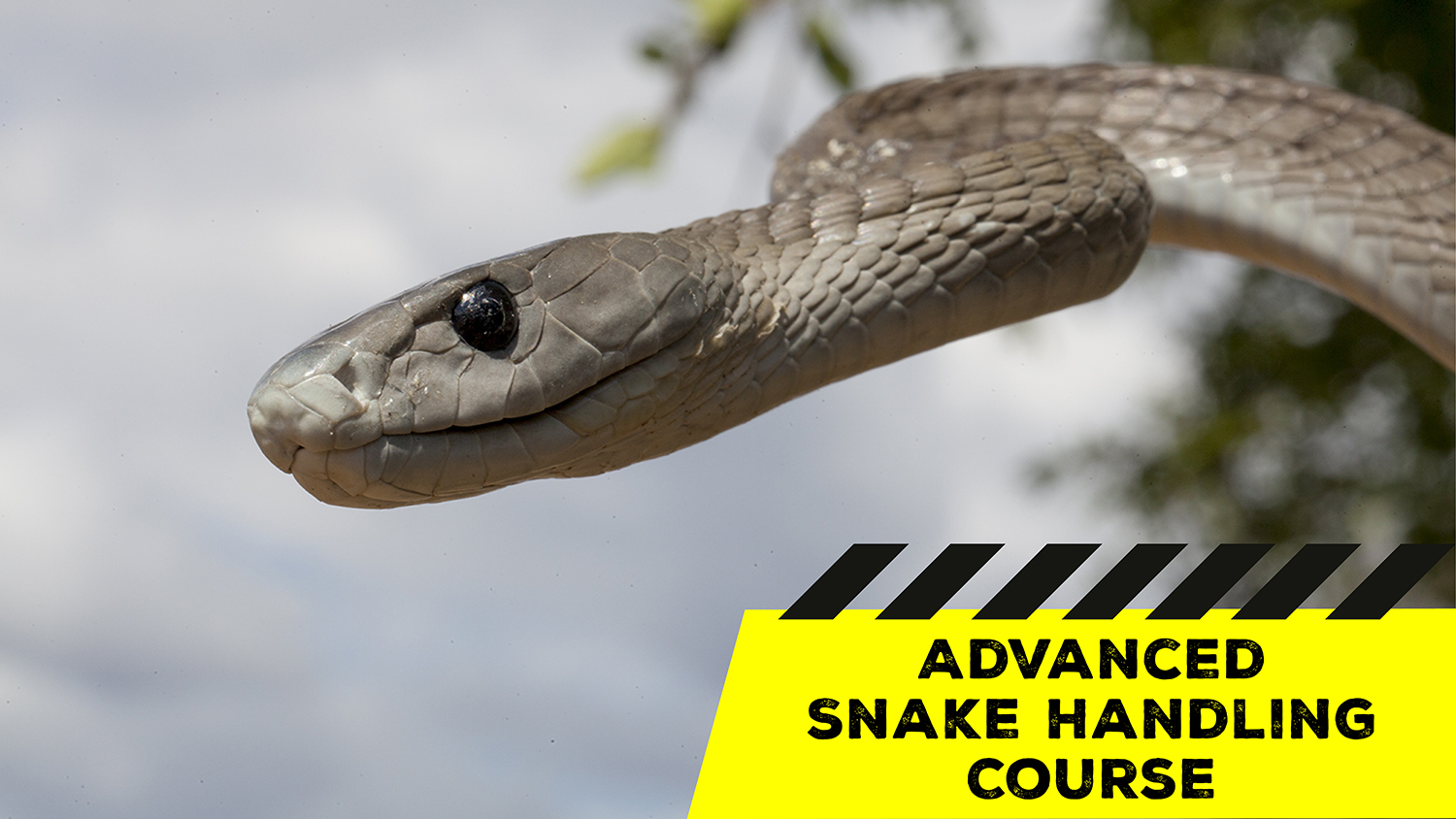 Advanced Snake Handling (Gauteng) 20210328 African Snakebite