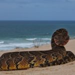 The Puff Adder