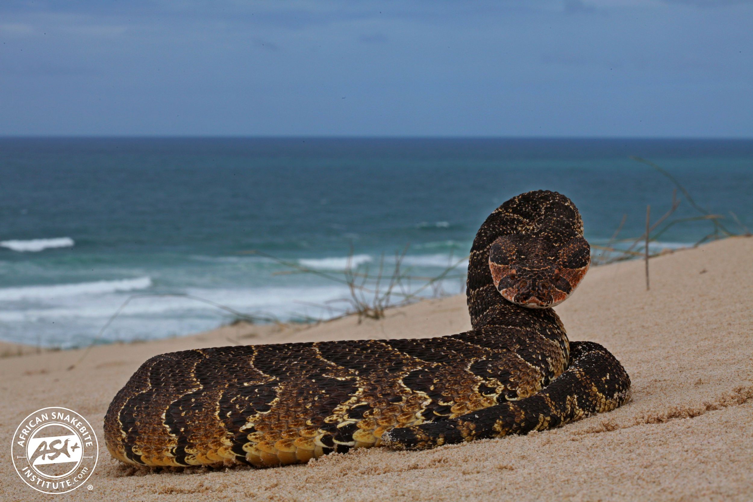 The Puff Adder African Snakebite Institute