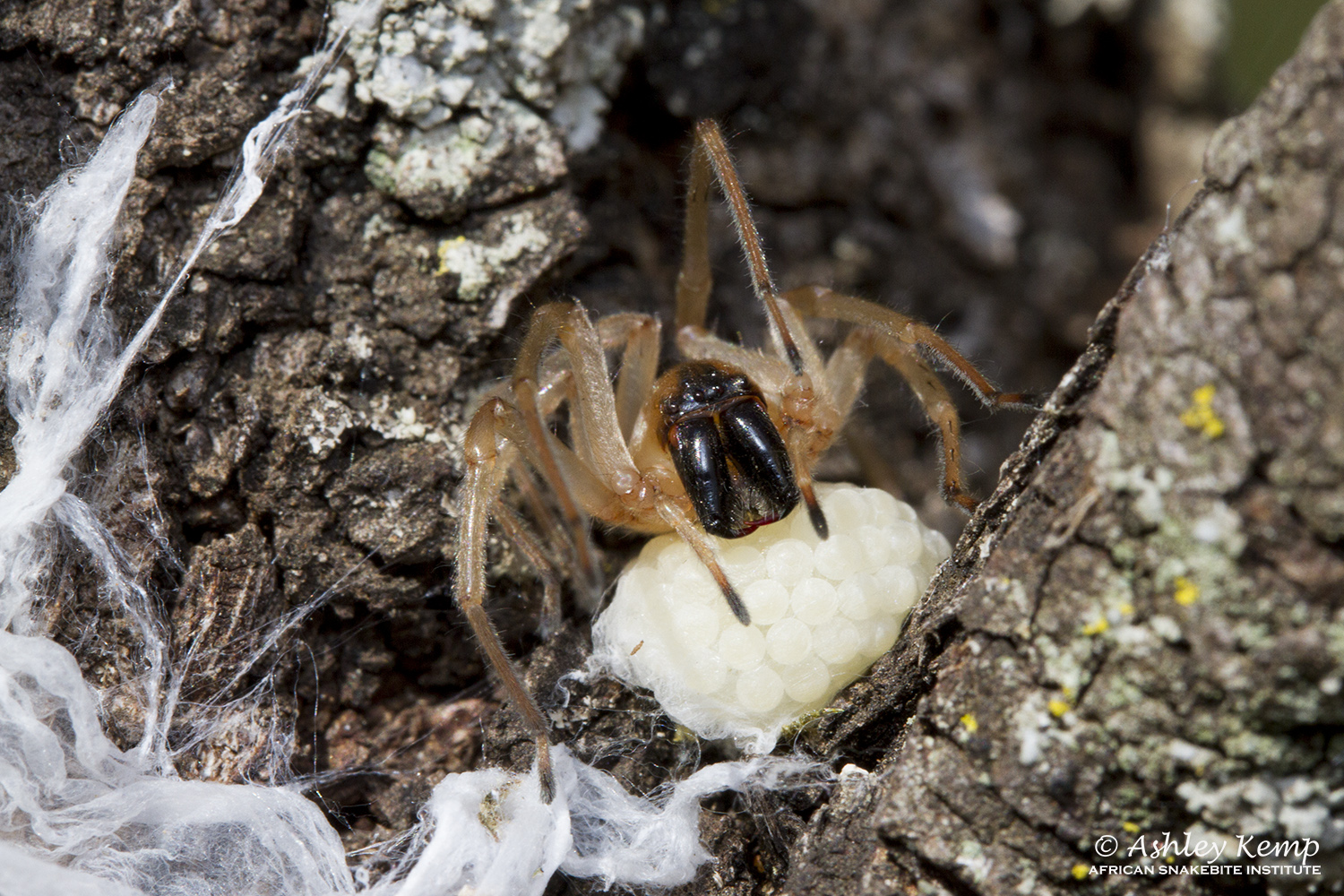 Are South African Sac Spiders (Cheiracanthium sp., Cheiracanthidae