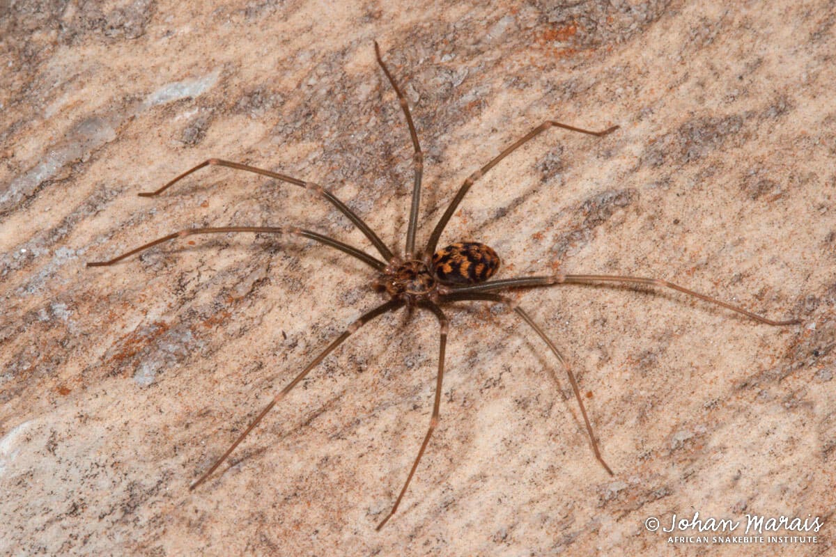 mekanisme Vibrere replika Violin Spider - African Snakebite Institute