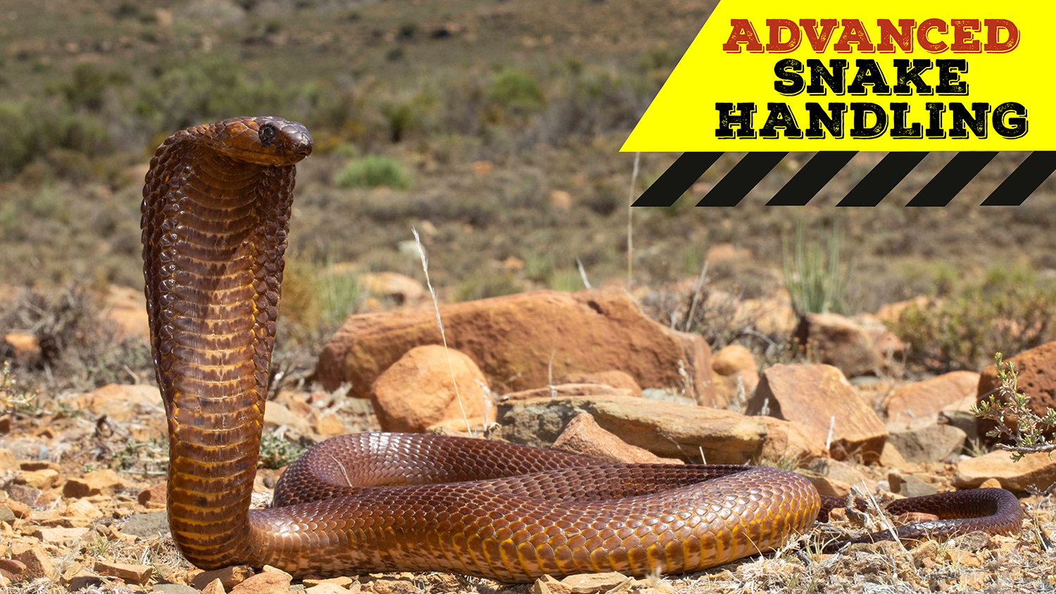 Advanced Snake Handling (Western Cape) 20210418 African Snakebite
