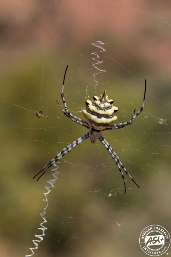 Garden Orb Spider African Snakebite Institute
