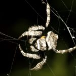 Daddy Long-Legs Spider - African Snakebite Institute