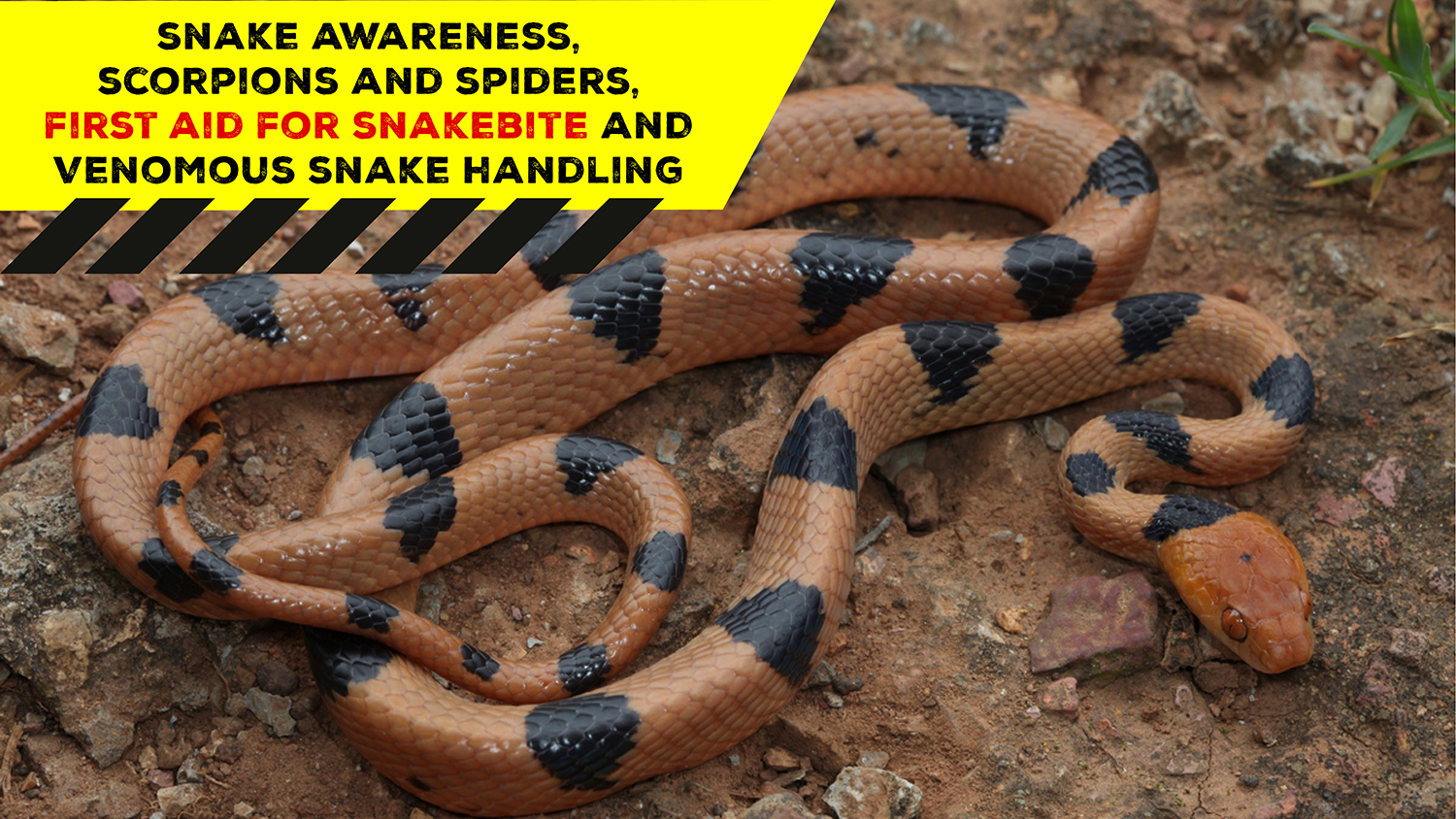 Snake Awareness & Venomous Snake Handling (Gauteng) 20210626