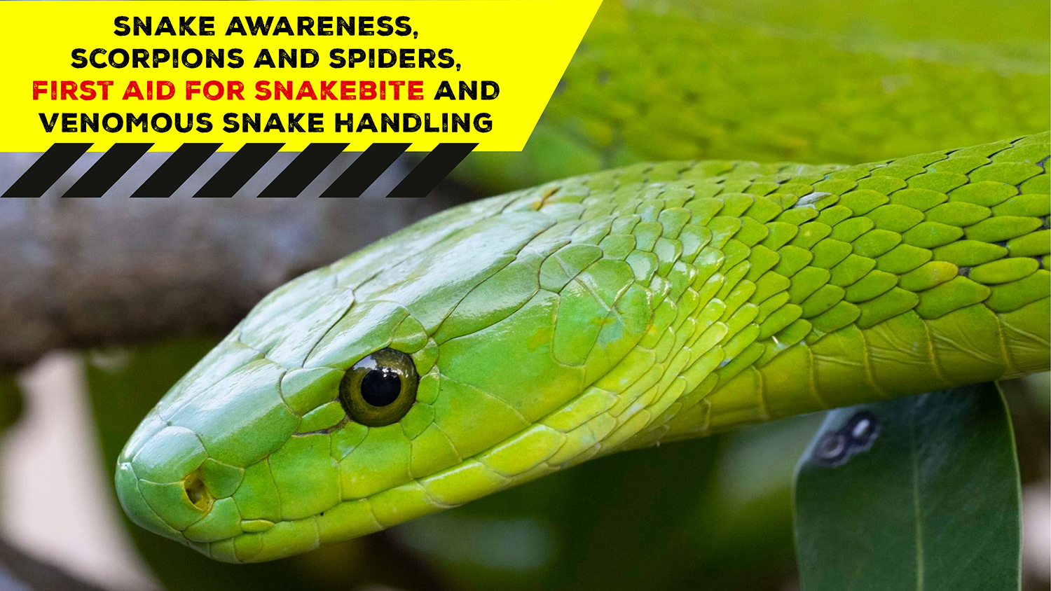 Snake Awareness & Venomous Snake Handling (KZN) 20210807