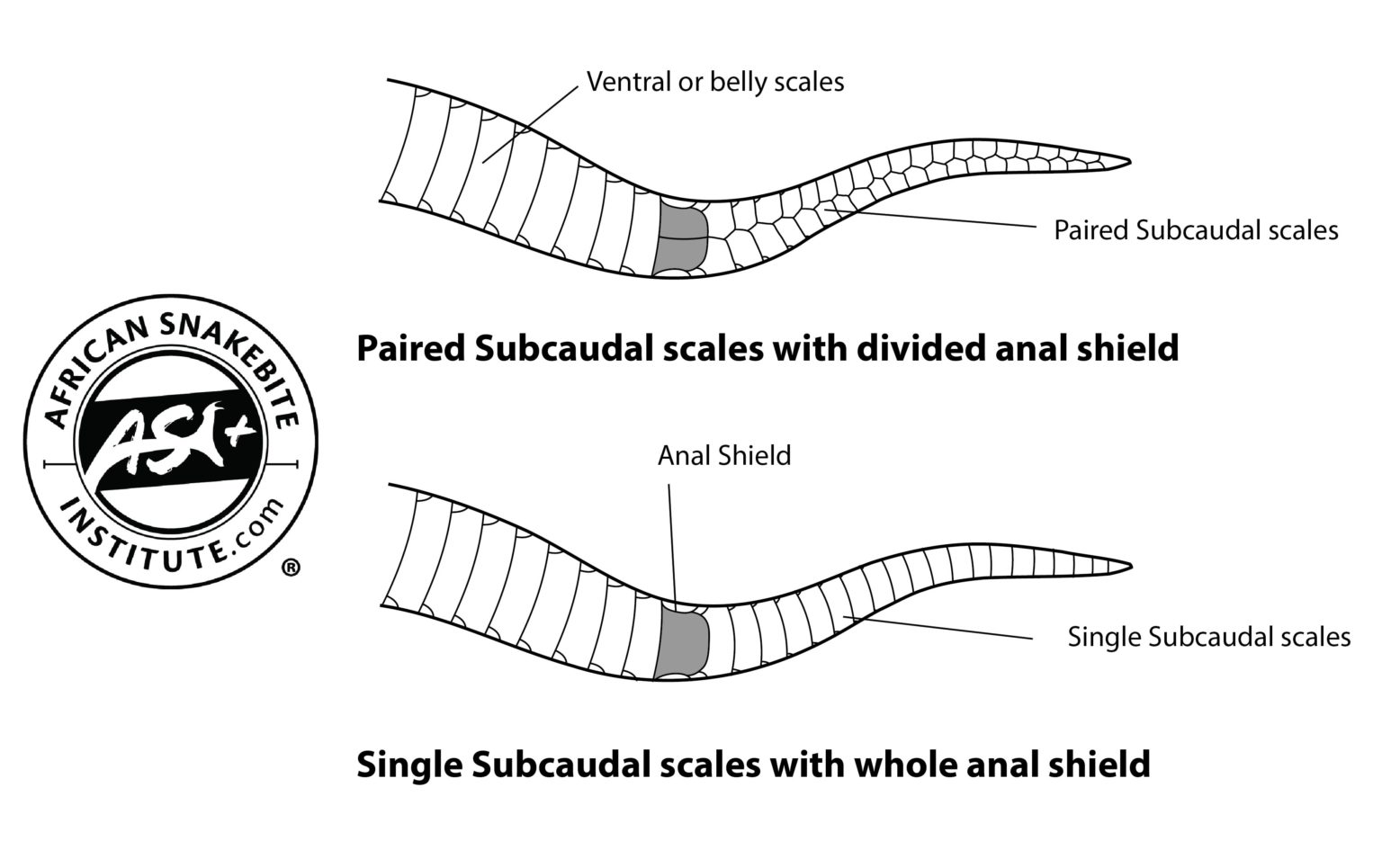 Identifying Snake Skins African Snakebite Institute