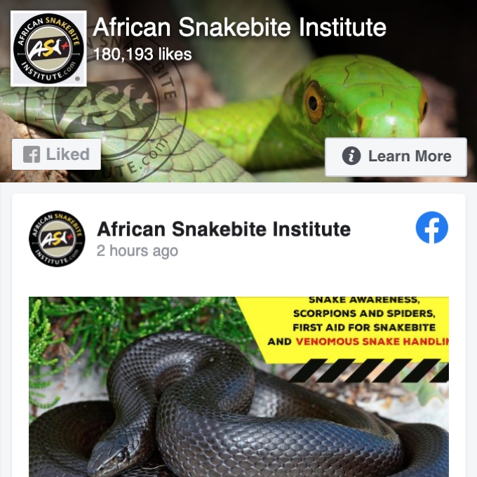 Bibron’s Stiletto Snake - African Snakebite Institute