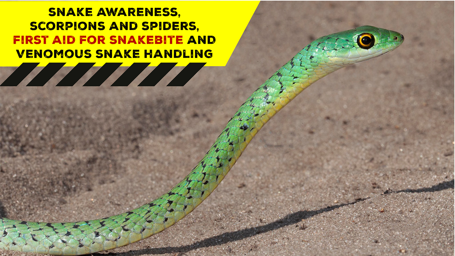 Snake Awareness & Venomous Snake Handling (KZN) 20210918