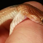 Preventing Snakebite