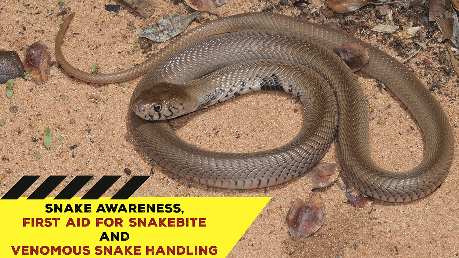 Snake Awareness & Venomous Snake Handling (KZN) 20211009