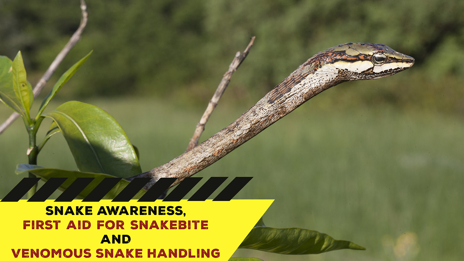 Snake Awareness & Venomous Snake Handling (Hoedspruit) 20211016