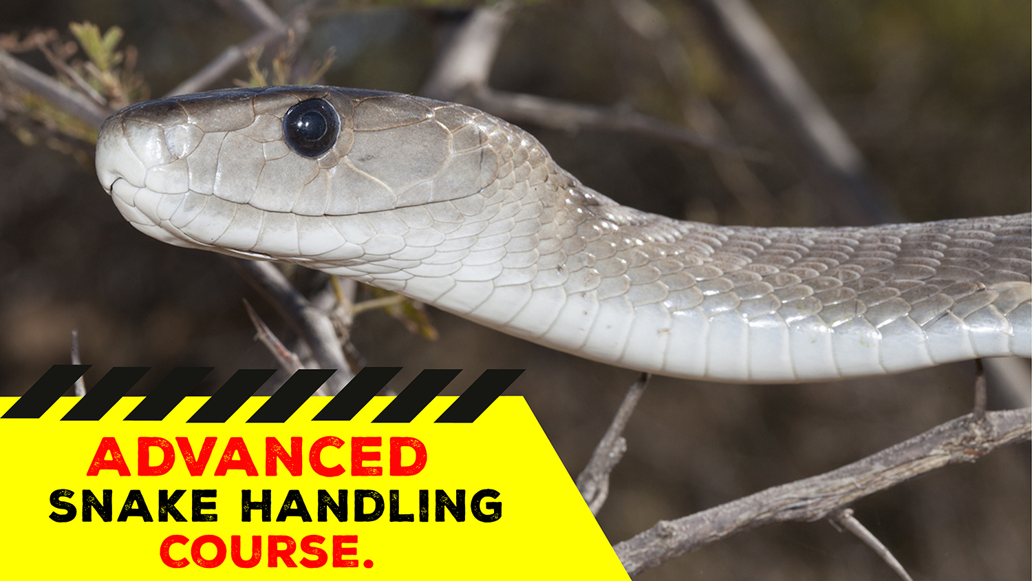 Advanced Snake Handling (Gauteng) 20211031
