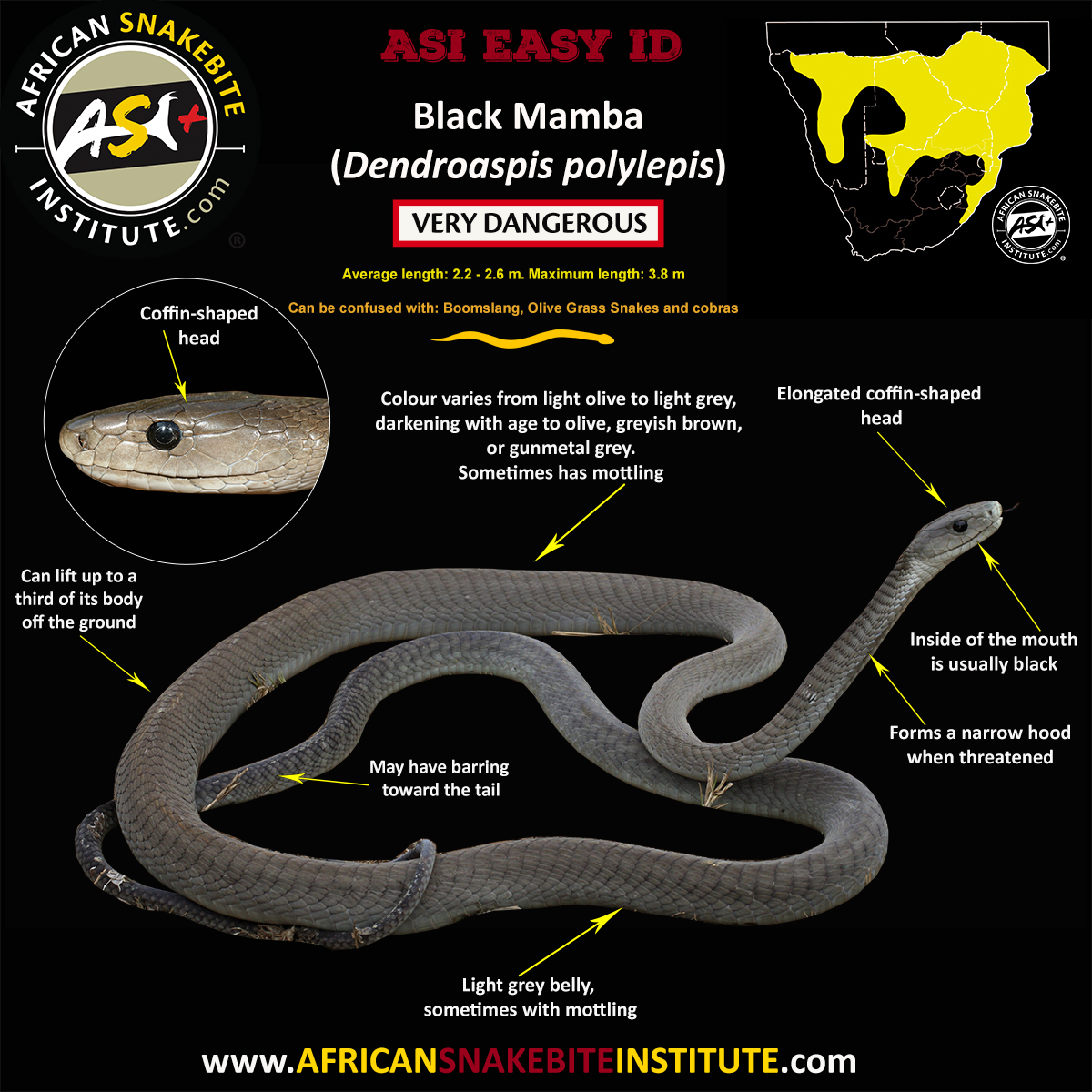 Black Mamba - African Snakebite Institute