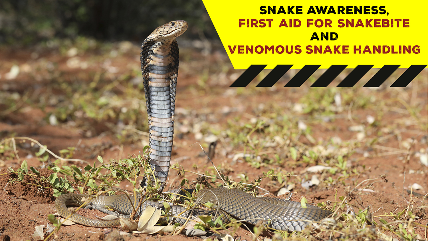 Snake Awareness & Venomous Snake Handling (KZN) 20211106