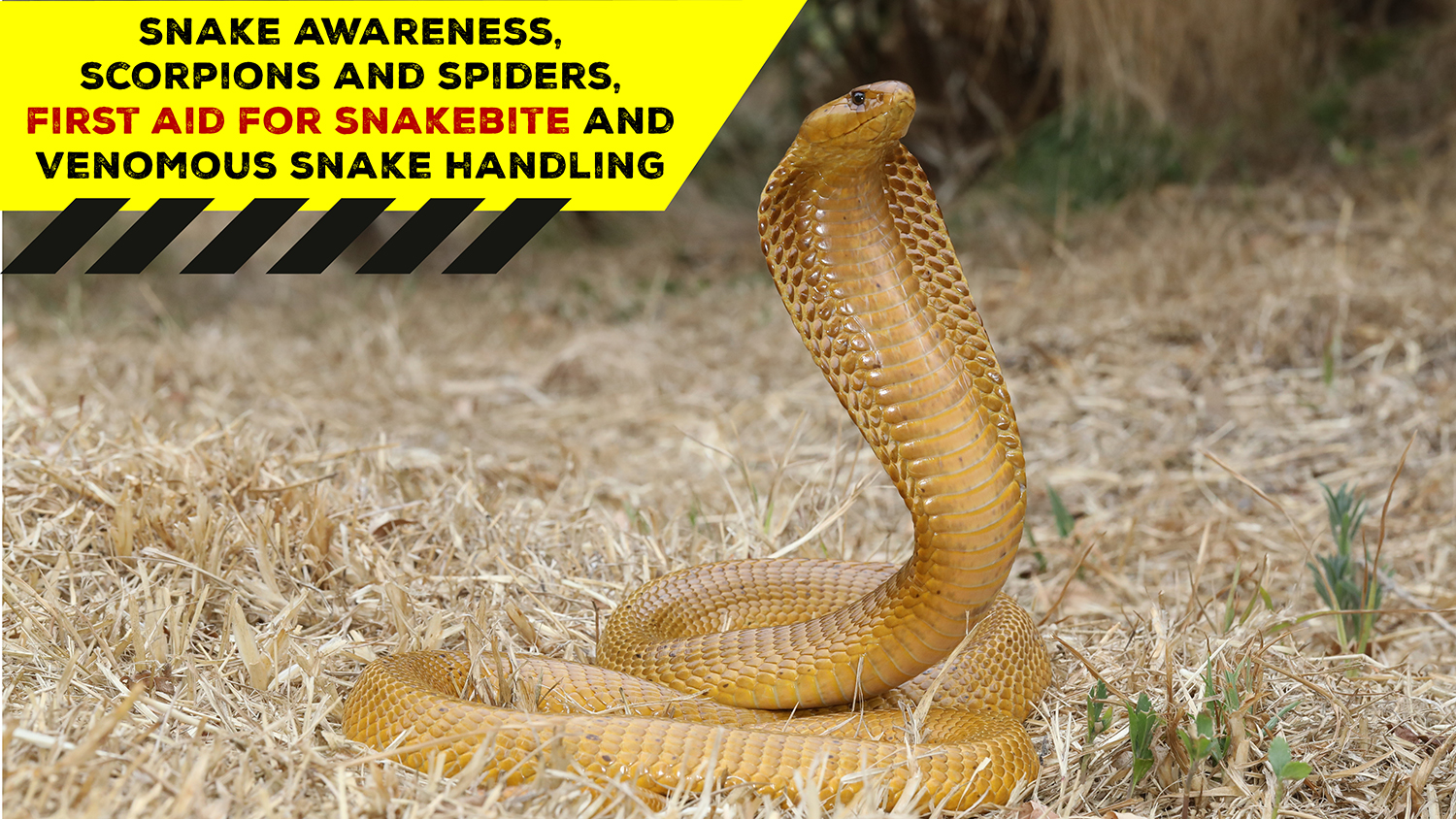 Snake Awareness & Venomous Snake Handling (Western Cape) 20211120