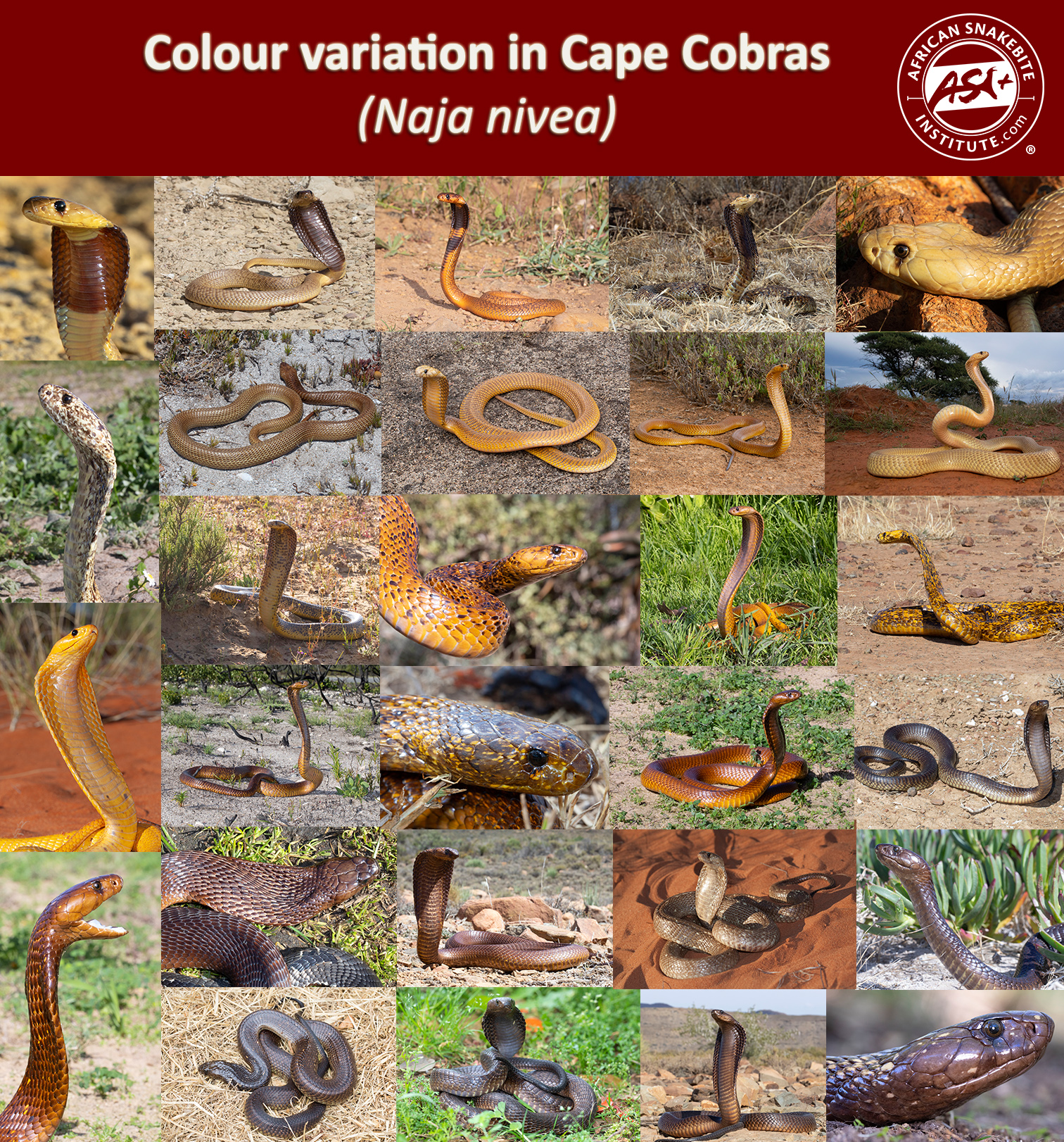 confiar Violeta Sobriqueta Colour variation in Cape Cobras - African Snakebite Institute