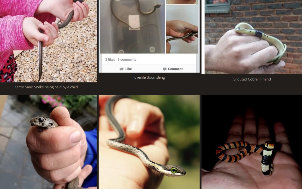 Don't pick up snakes! African Snakebite Institute