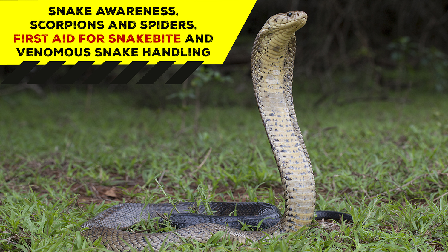 Snake Awareness & Venomous Snake Handling (KZN) 20220108