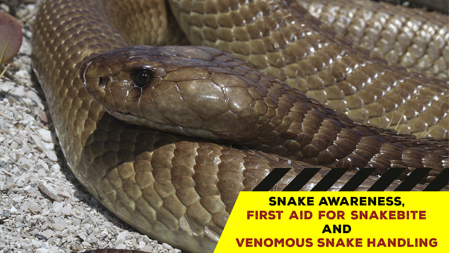 Snake Awareness & Venomous Snake Handling (Gqeberha) 20220320