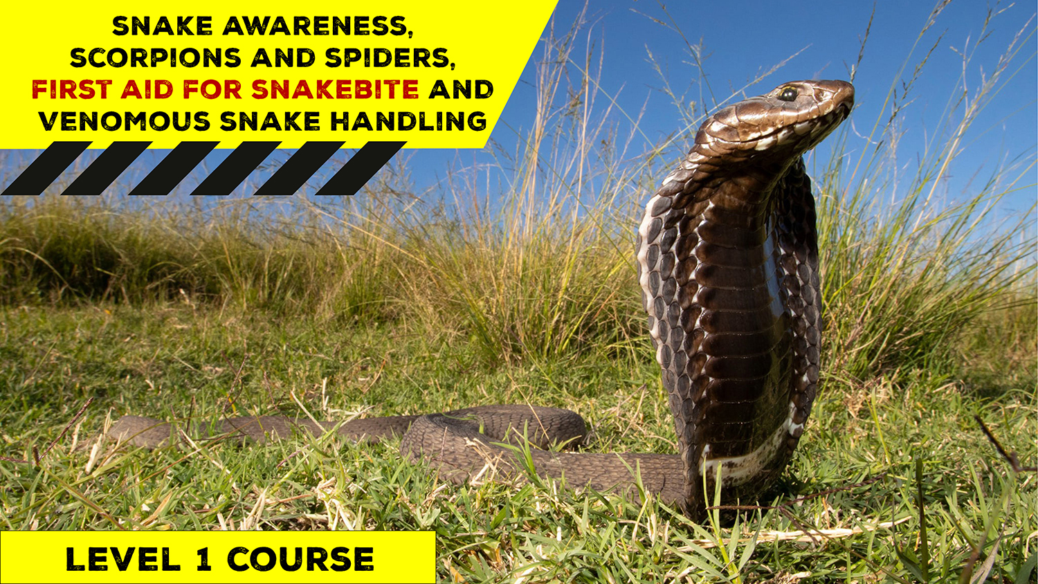 Snake Awareness & Venomous Snake Handling (Gauteng) 20220402