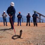 Hands off when it comes to snake removal on sites