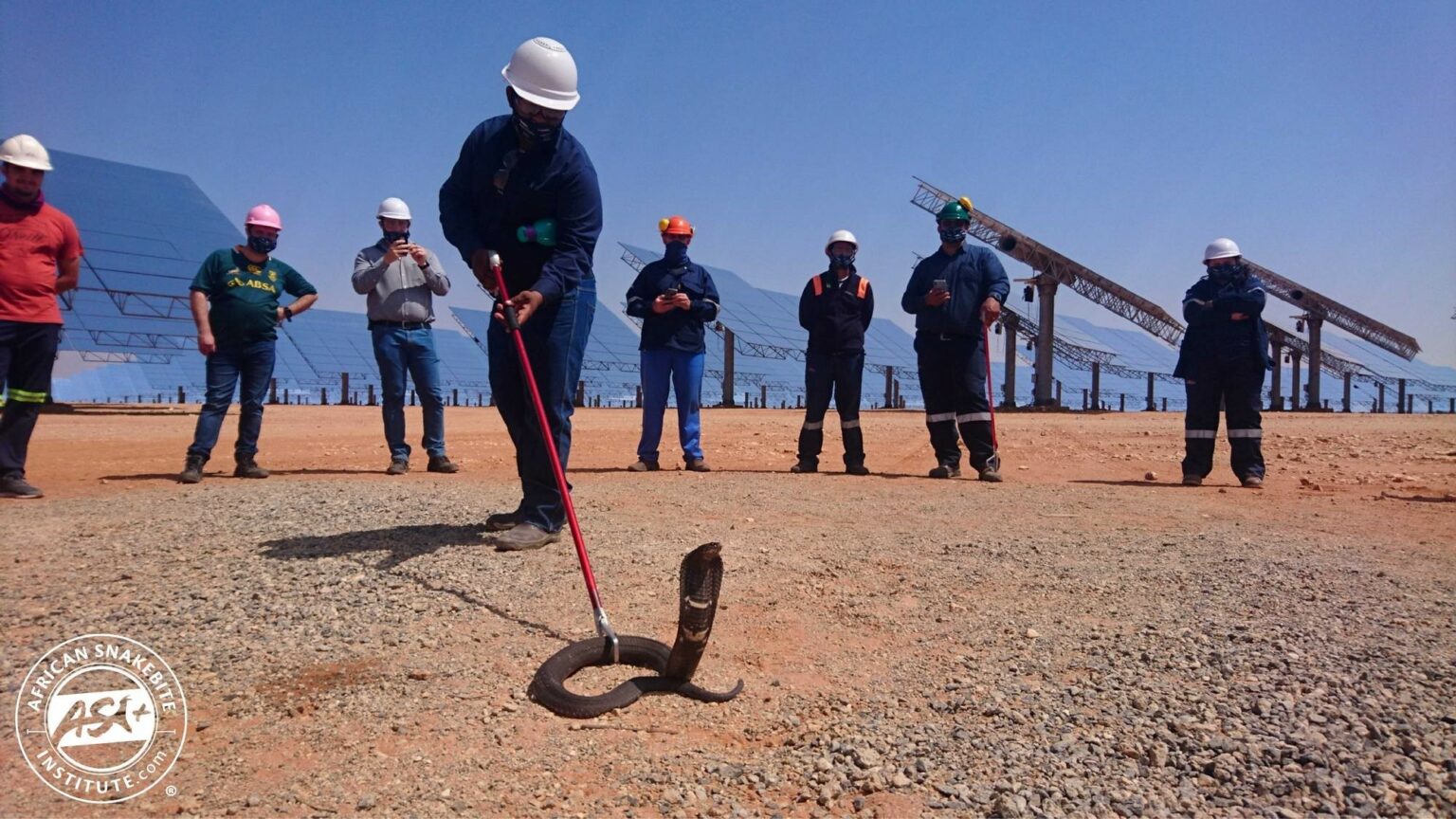 Snakes on mines African Snakebite Institute