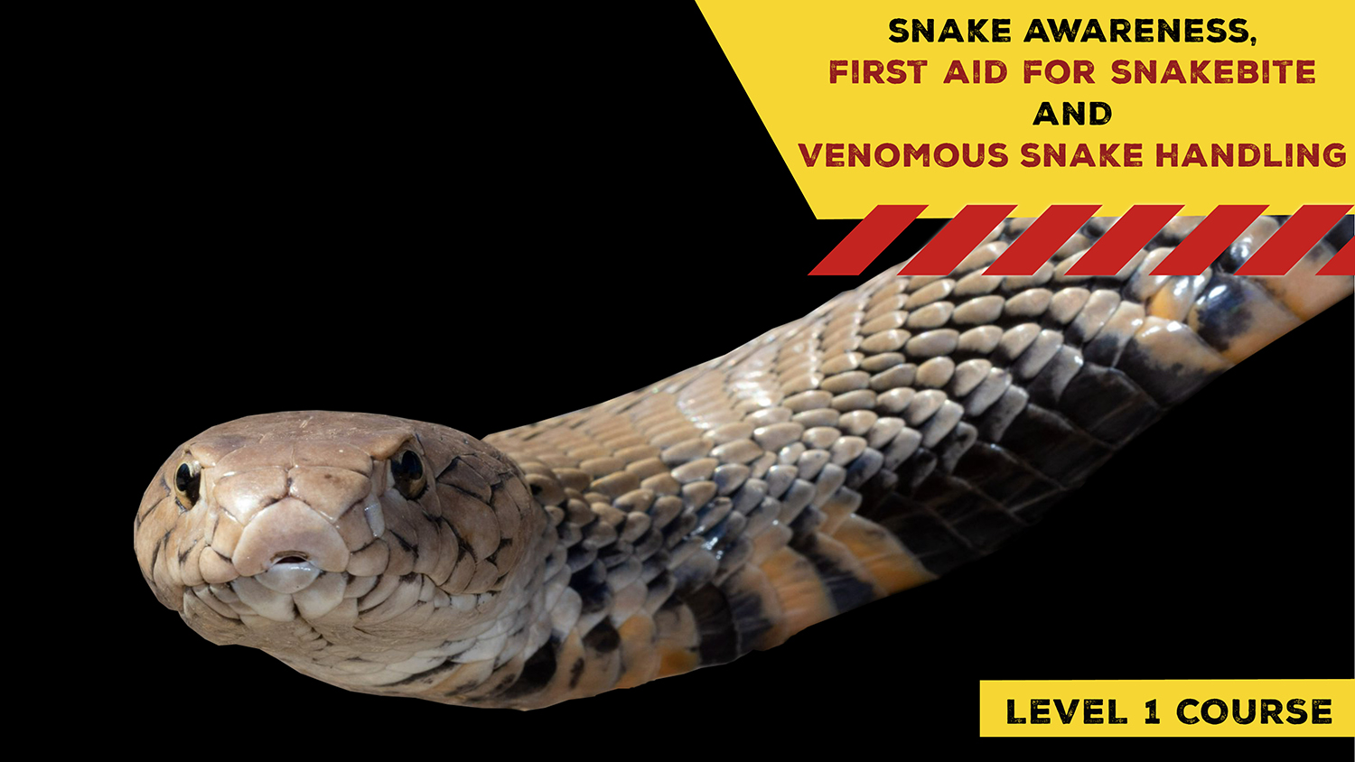 Snake Awareness & Venomous Snake Handling (Gauteng) 20221001