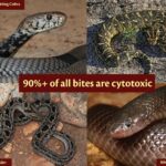 Snakebite Statistics