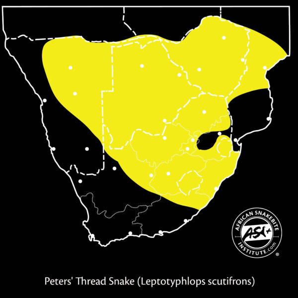 Peters Thread Snake African Snakebite Institute peters-thread-snake-african-snakebite-institute