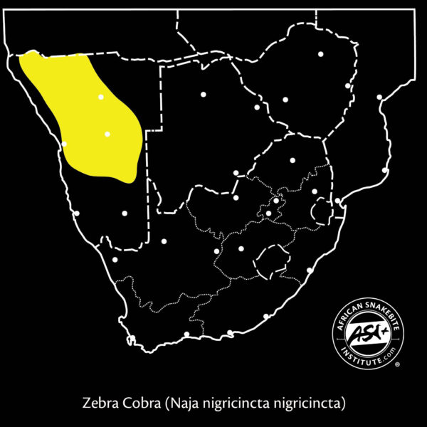Zebra Cobra African Snakebite Institute