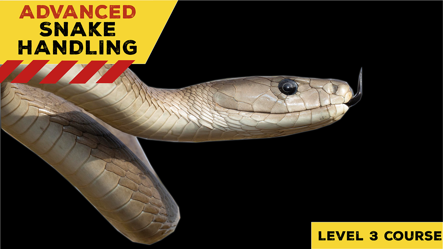 Advanced Venomous Snake Handling (KwaZuluNatal) 20221113