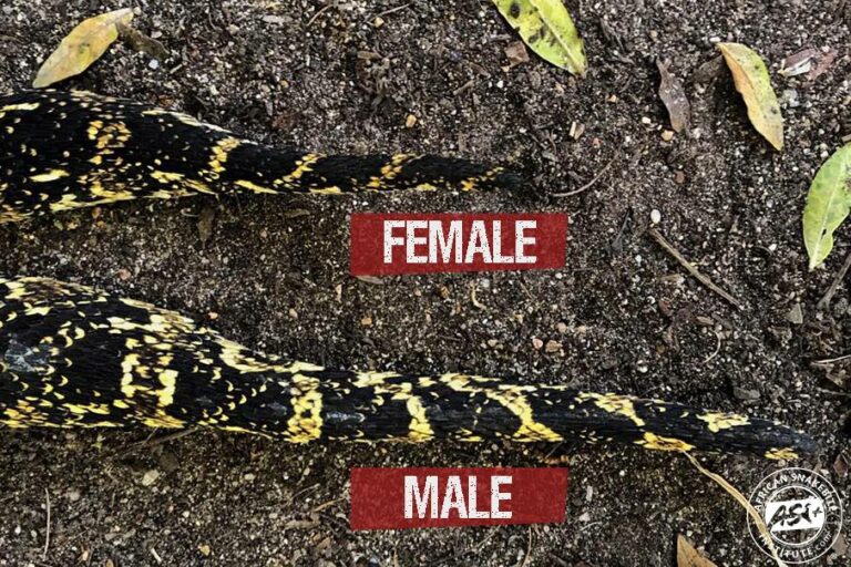 How to tell the gender of a snake? African Snakebite Institute