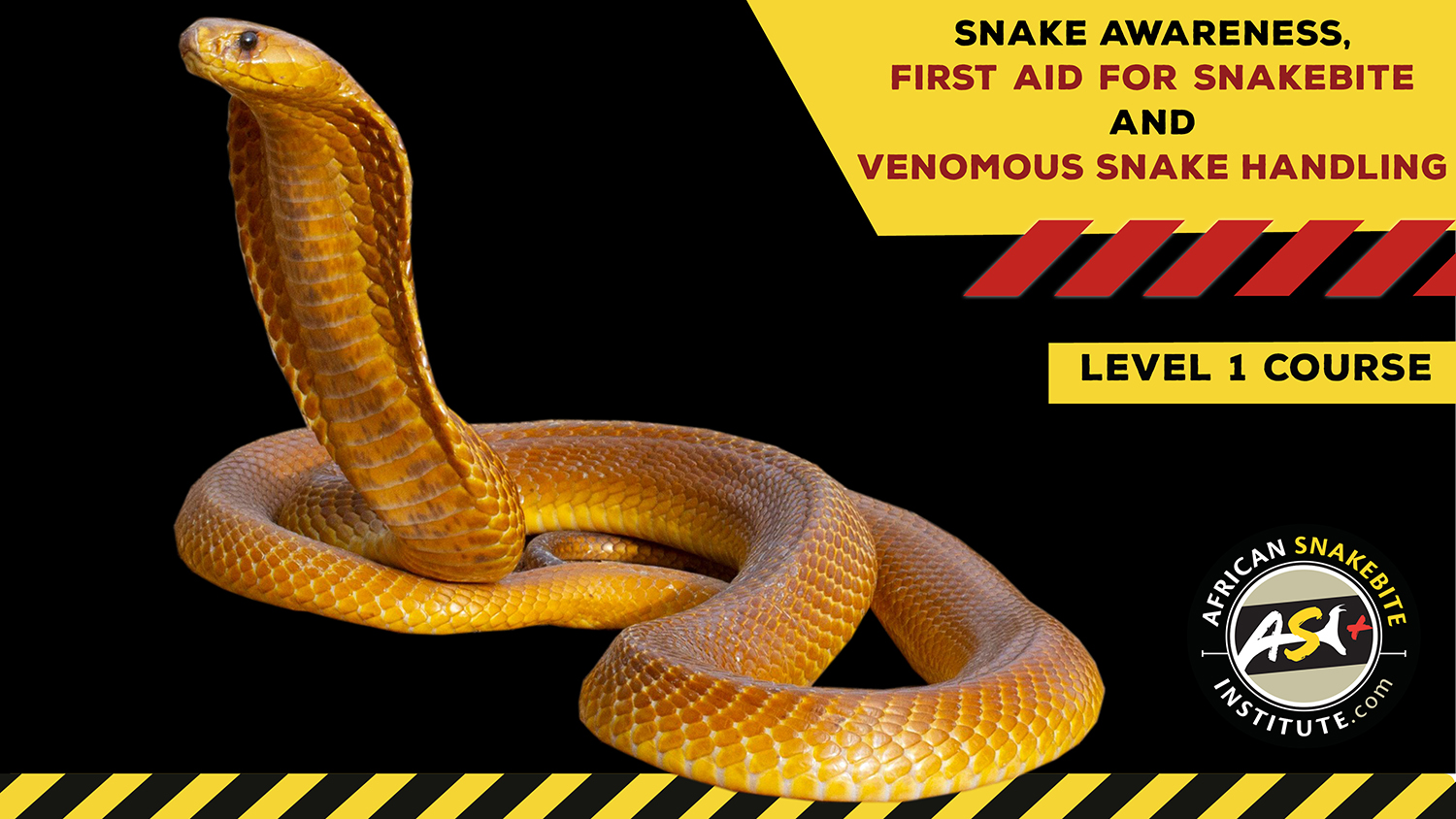 Snake Awareness & Venomous Snake Handling (Western Cape) 20230128