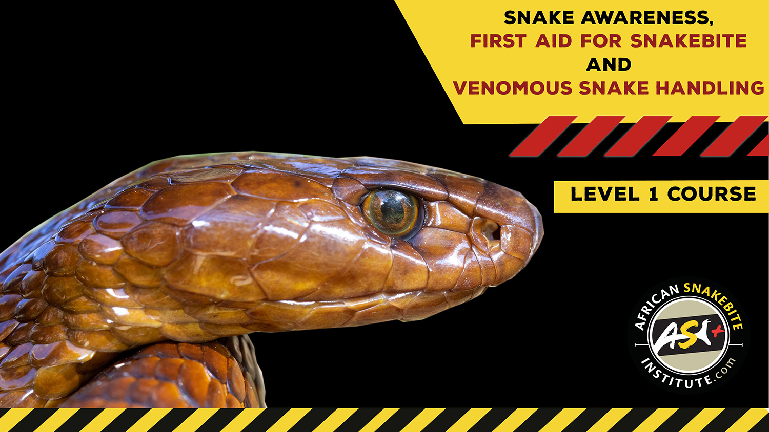 Snake Awareness & Venomous Snake Handling (Western Cape) 20230218
