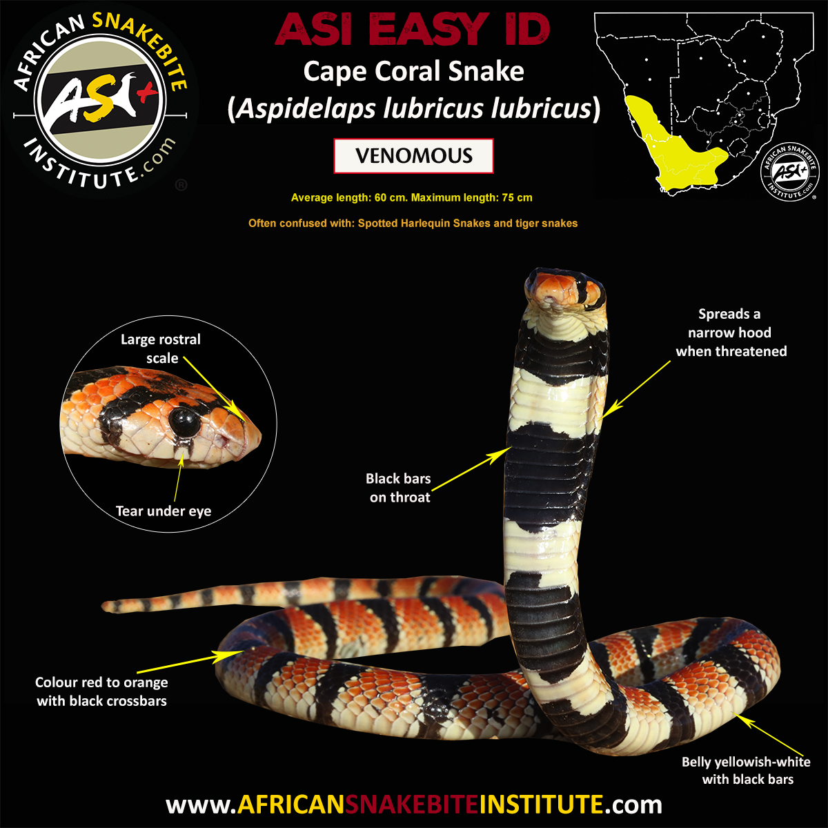 Cape Coral Snake - African Snakebite Institute