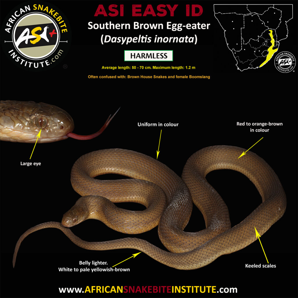 Southern Brown Eggeater African Snakebite Institute