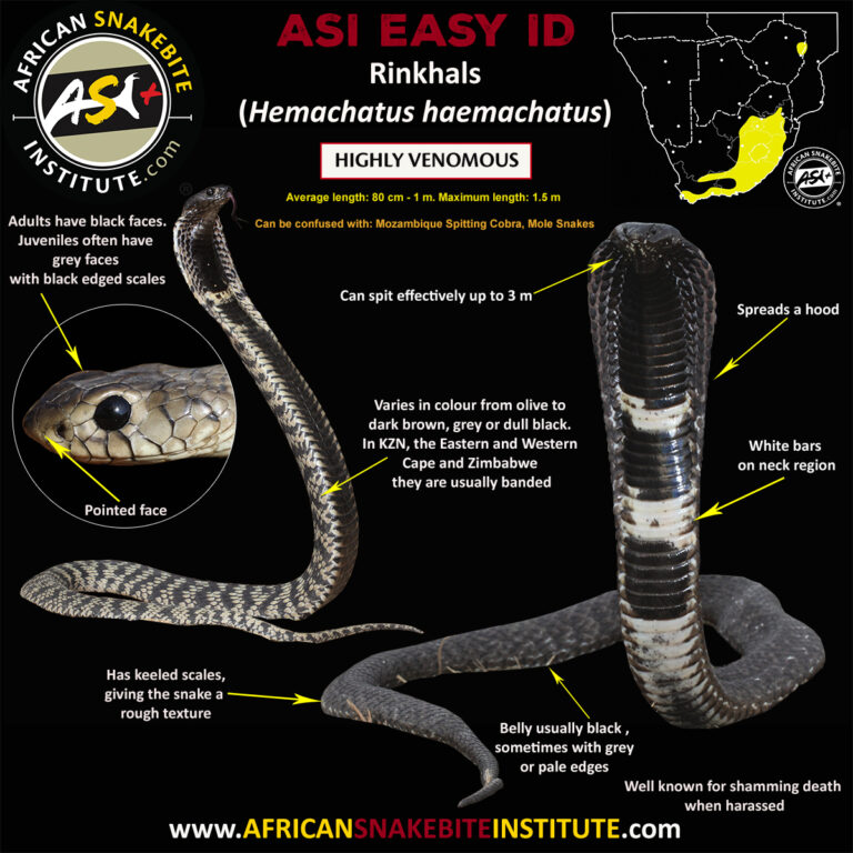The cobras of southern Africa - African Snakebite Institute