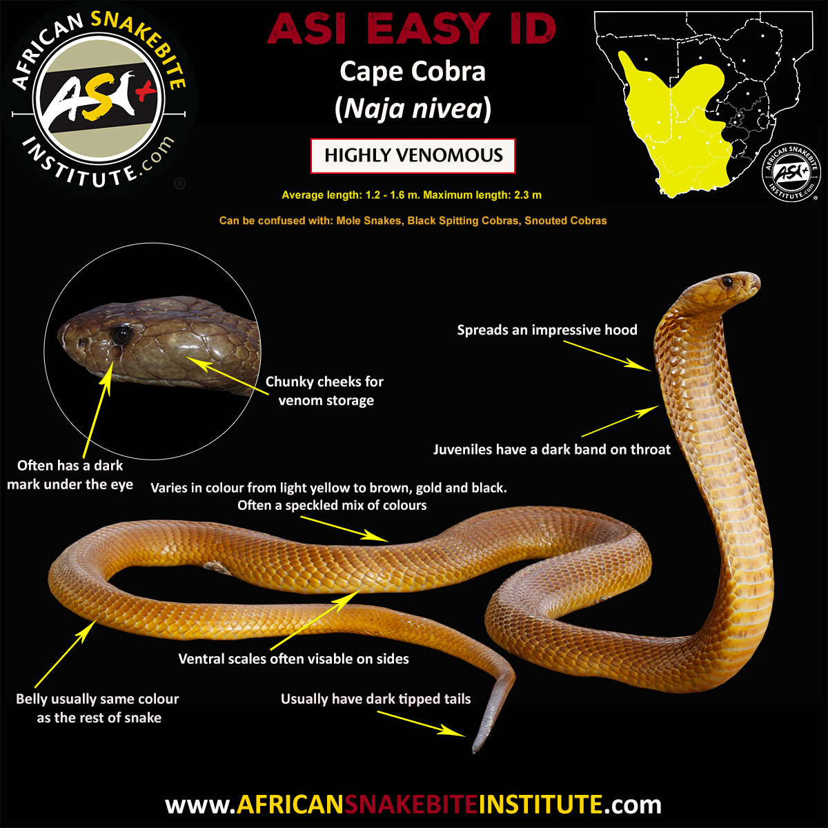 Yellow Cobra Animal Facts