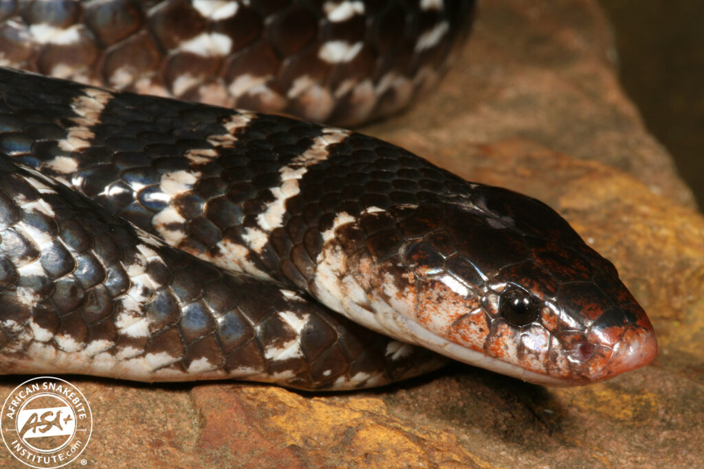 Sundevall's Garter Snake African Snakebite Institute