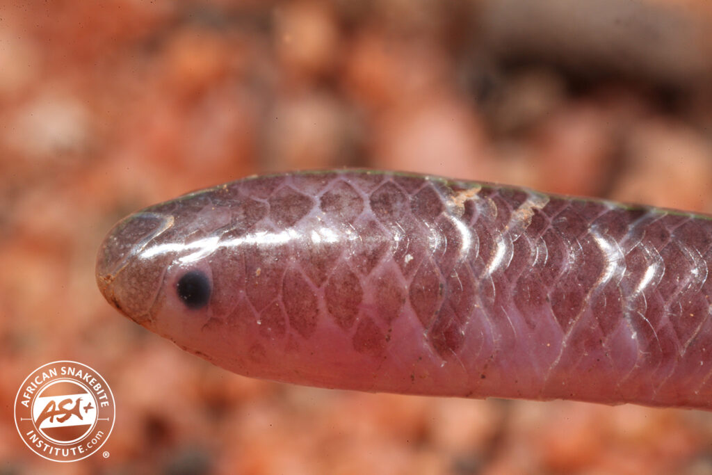 Longtailed Thread Snake African Snakebite Institute