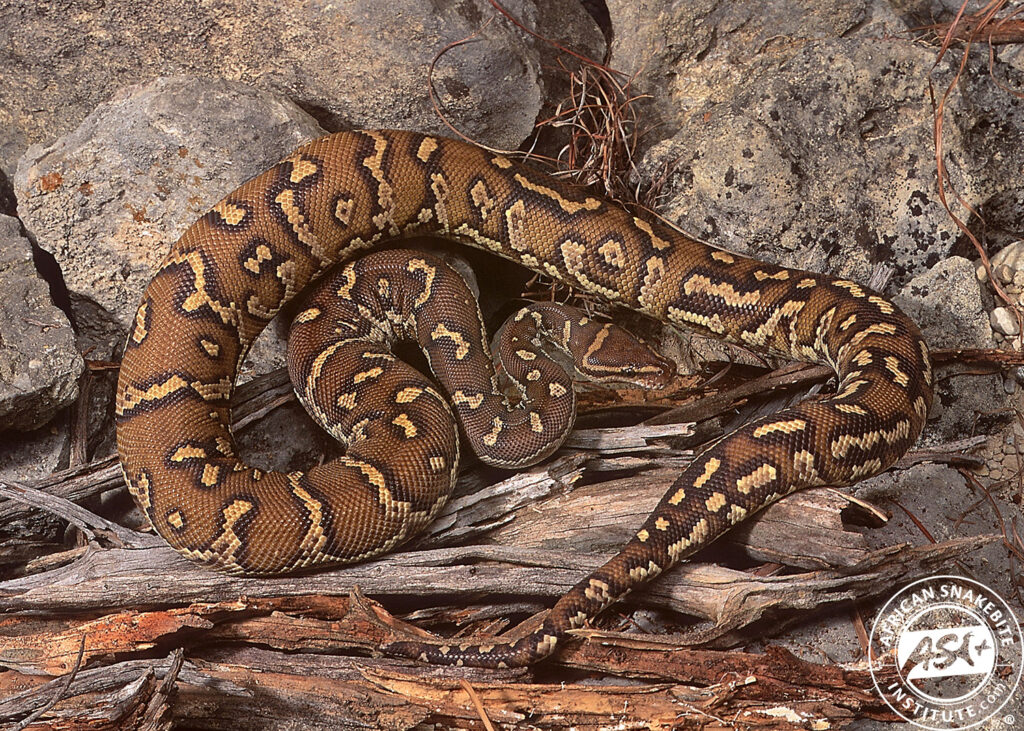 Anchieta's Dwarf Python - African Snakebite Institute