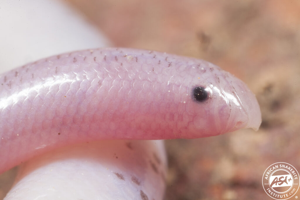 Schinz's Beaked Blind Snake African Snakebite Institute