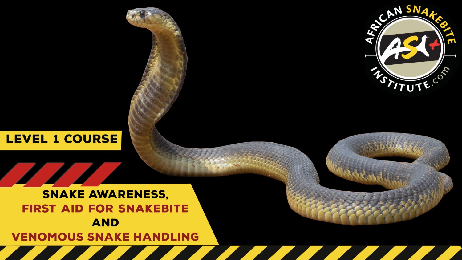Snake Awareness & Venomous Snake Handling (Gauteng) 20230729