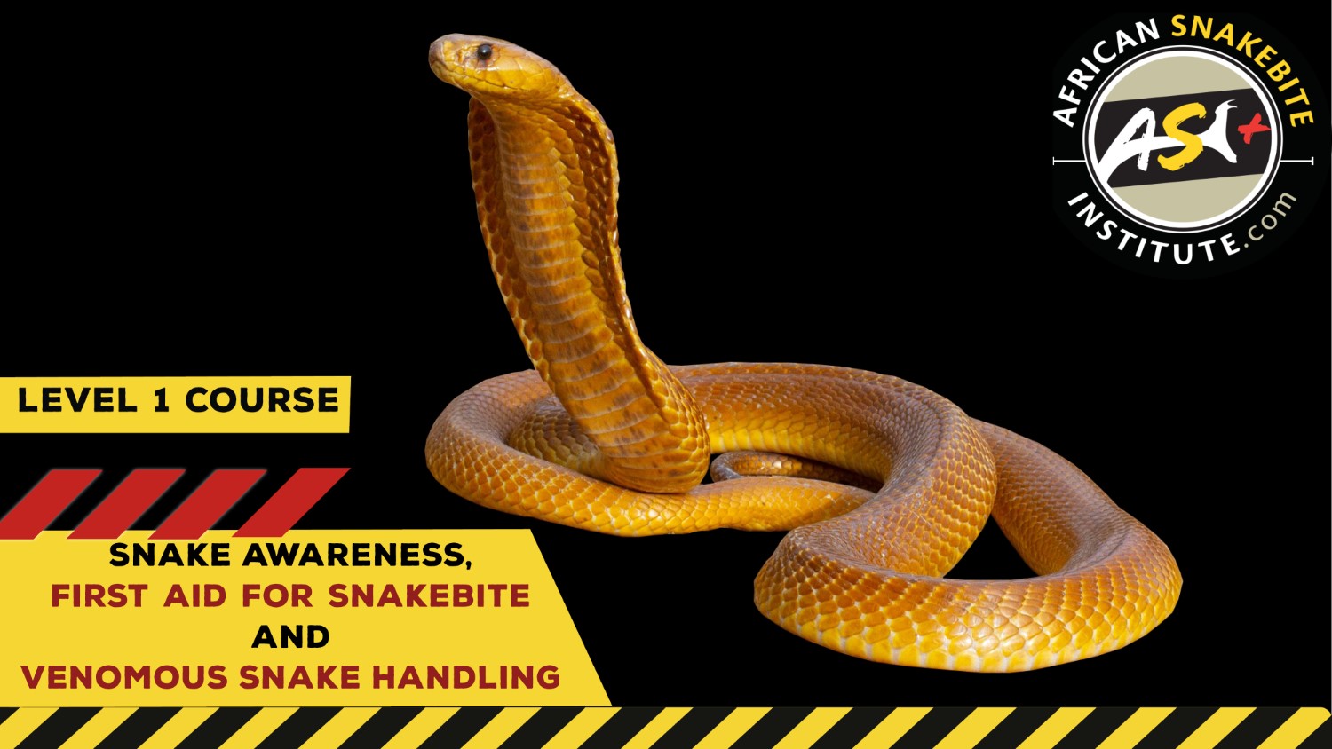 Snake Awareness & Venomous Snake Handling (Western Cape) 20230422