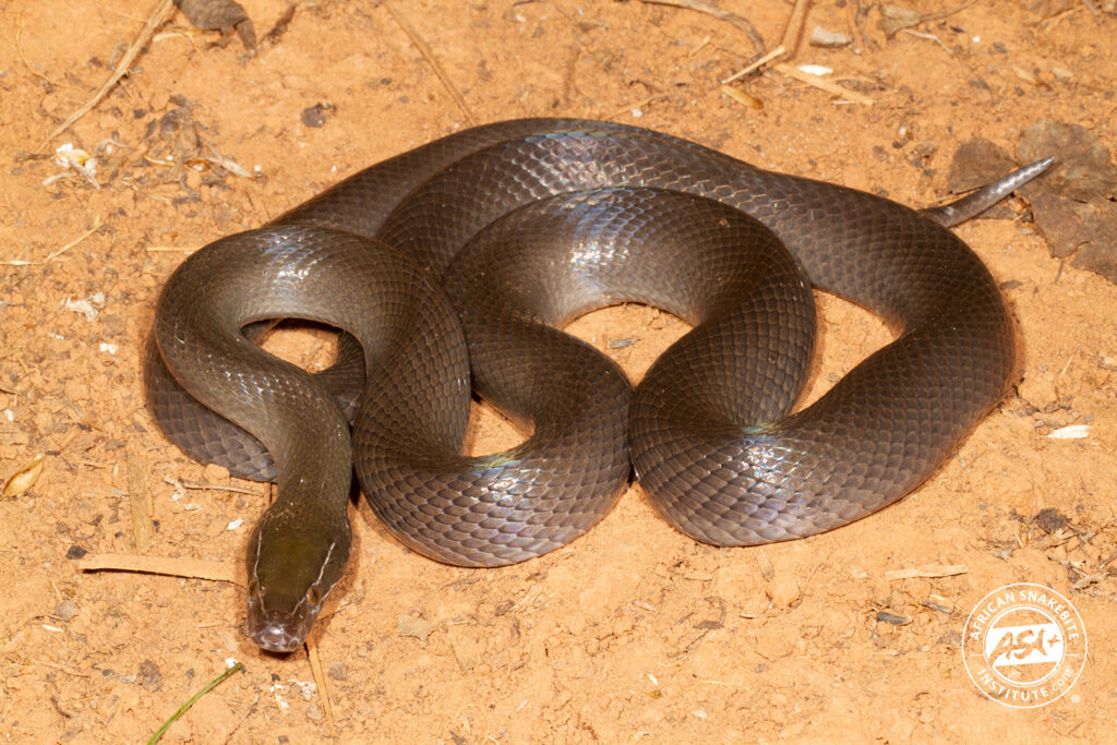 Brown House Snake - African Snakebite Institute