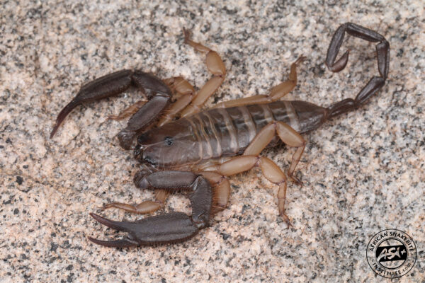 Scorpions - African Snakebite Institute