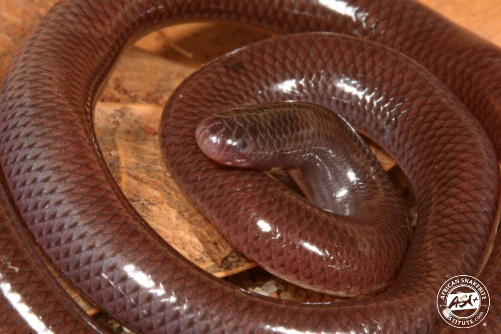 Flowerpot Snake African Snakebite Institute