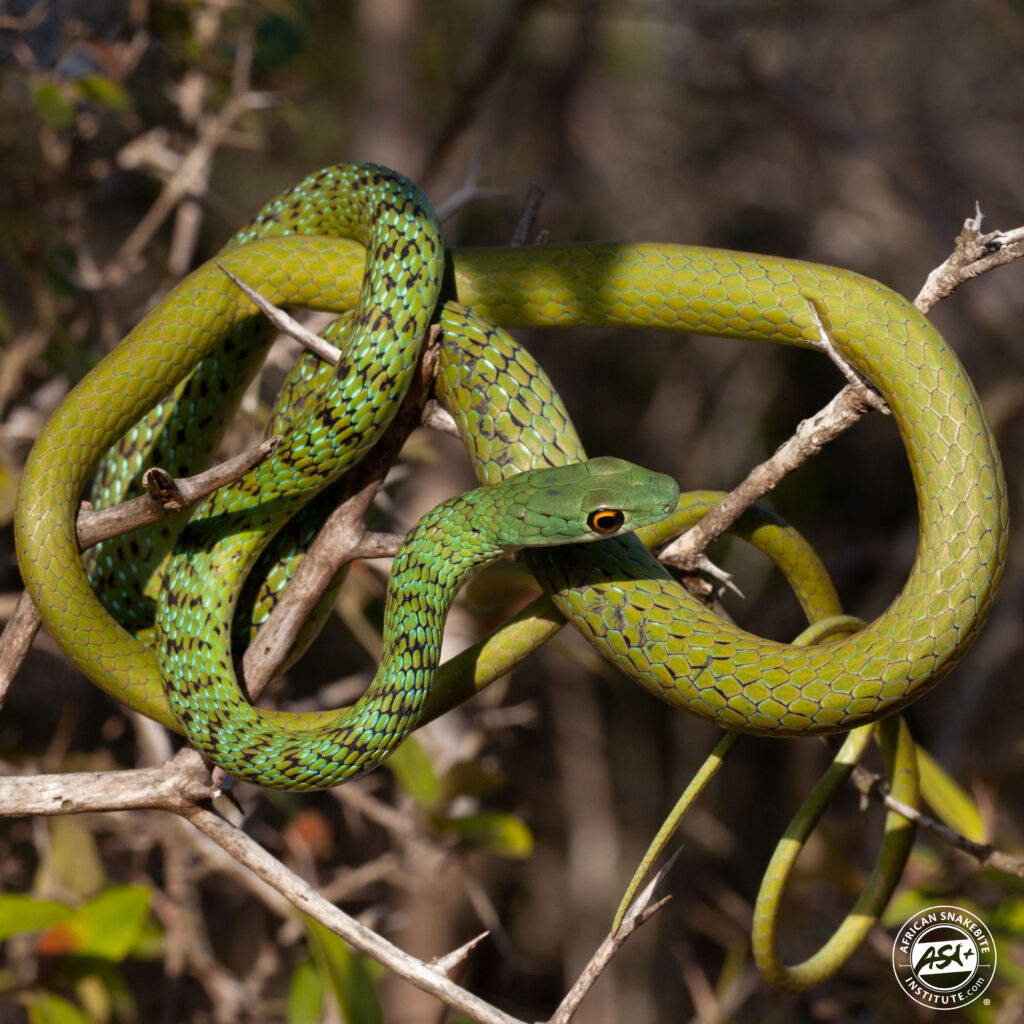 Spotted Bush Snake - African Snakebite Institute